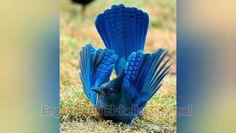 سورة آل عمران بصوت جميل ومريح |عبد الرحمن مسعد||تلاوات منتوعة