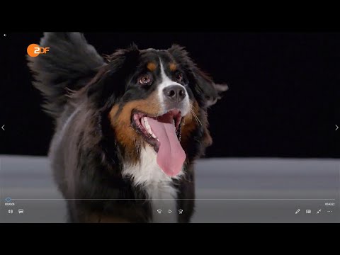 Video: 5 Muss Dokumentarfilme über Hunde sehen