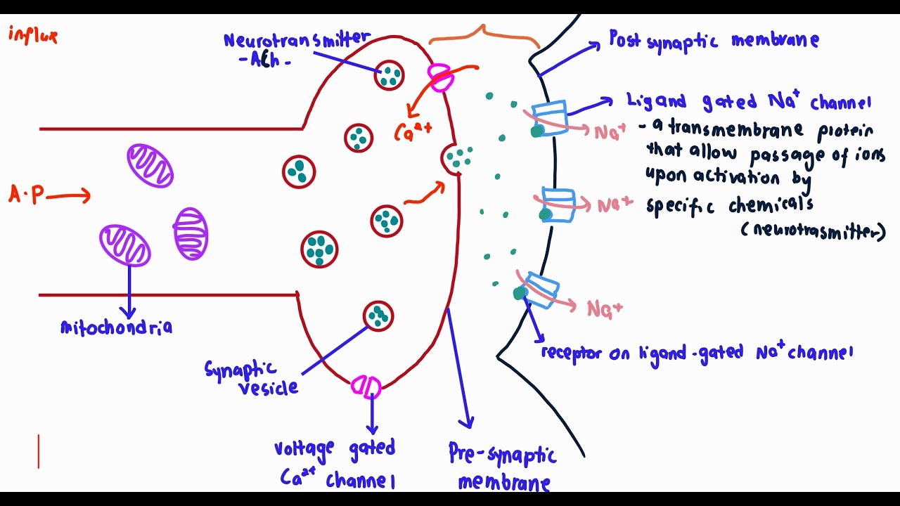 10.1 (d) and (e) _ Strucure of Synapse & Impulse Transmission Across