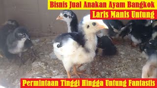 Bisnis Jual Anakan Ayam Bangkok | Permintaan Tinggi Hingga Untung yang Fantastis?