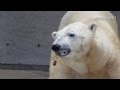 男鹿水族館GAO ホッキョクグマ豪太のえさの時間 の動画、YouTube動画。