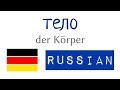 тело - немецкие слова и предложения на русском - A1, A2 -  для начинающих с нуля (3)