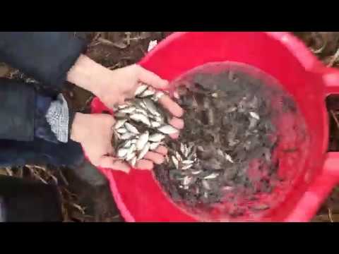 зарыбление водоема карасеми