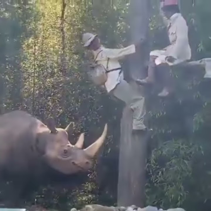 Mkude simba lufufu mpya