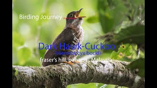 Dark-hawk cuckoo with audio call
