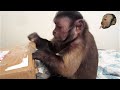 Capuchin Monkey Opens Awesome Package!