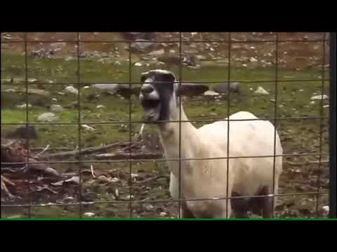 صوت الماعز المضحك