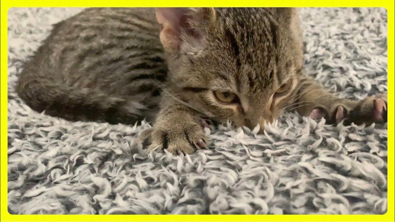 Cute Kitten Suckling and Kneading Blanket 1 minute straight| Adorable