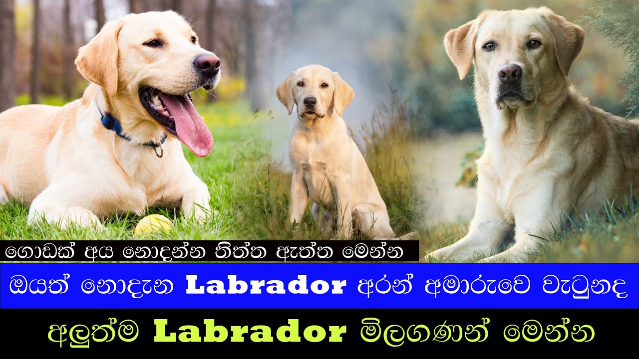 Labrador කෙනෙක් ඔයත් හදන්නෙ වැරදි ක්‍රමයටද? | Labrador Retriever puppy Price in Sri Lanka 2025 