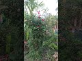 My village Nature, shorts #viral #news #dailynews #motivational, flowrs all beautifull videos,