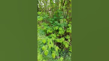 بصوت مؤثر وجميل القارئ سالم الرويلي يقرأ سورة الواقعة,والمشهد الجميل الذي لا يوصف♥️👍 #quran#تابعوني