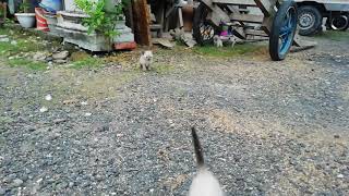 Siamese kittens play in the yard | Siam Cat Fam