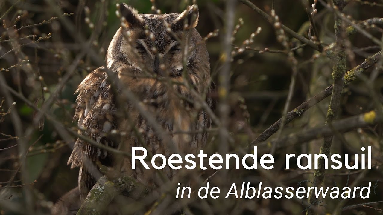 Een roestende ransuil 