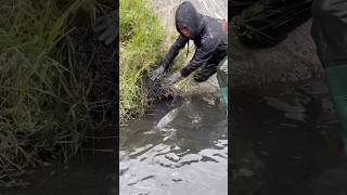 Download Lagu Pag angat ko ng damo kitang kita ang likod ng isda ang laki #fish  #carpfishing #fishing MP3