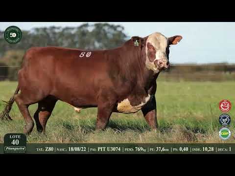 LOTE 40  Z80