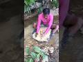 Wow amazing..😱‼️ ini dia ciri ciri sungai banyak emas #goldrush #goldprospecting #treasure #emas
