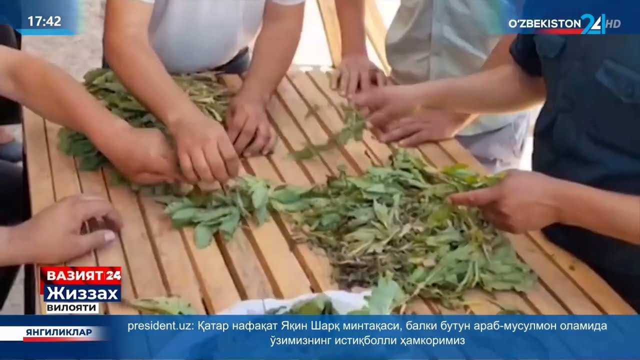 47 yoshli ayol ko‘knori giyohvandlik o‘simligini ekib, parvarishlab kelayotganligi aniqlandi