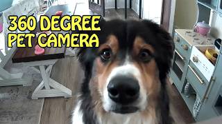 Zero Blind Spots! 🐾 Petcube Cam 360 Pack of 3 Smart Pet Camera Review