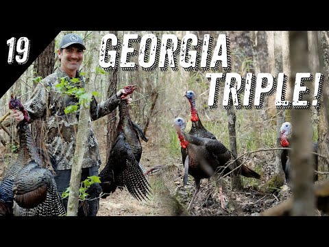 CALLING IN 7 GOBBLERS in the AFTERNOON
