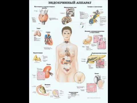 Функции эндокринной системы и её значение для организма.