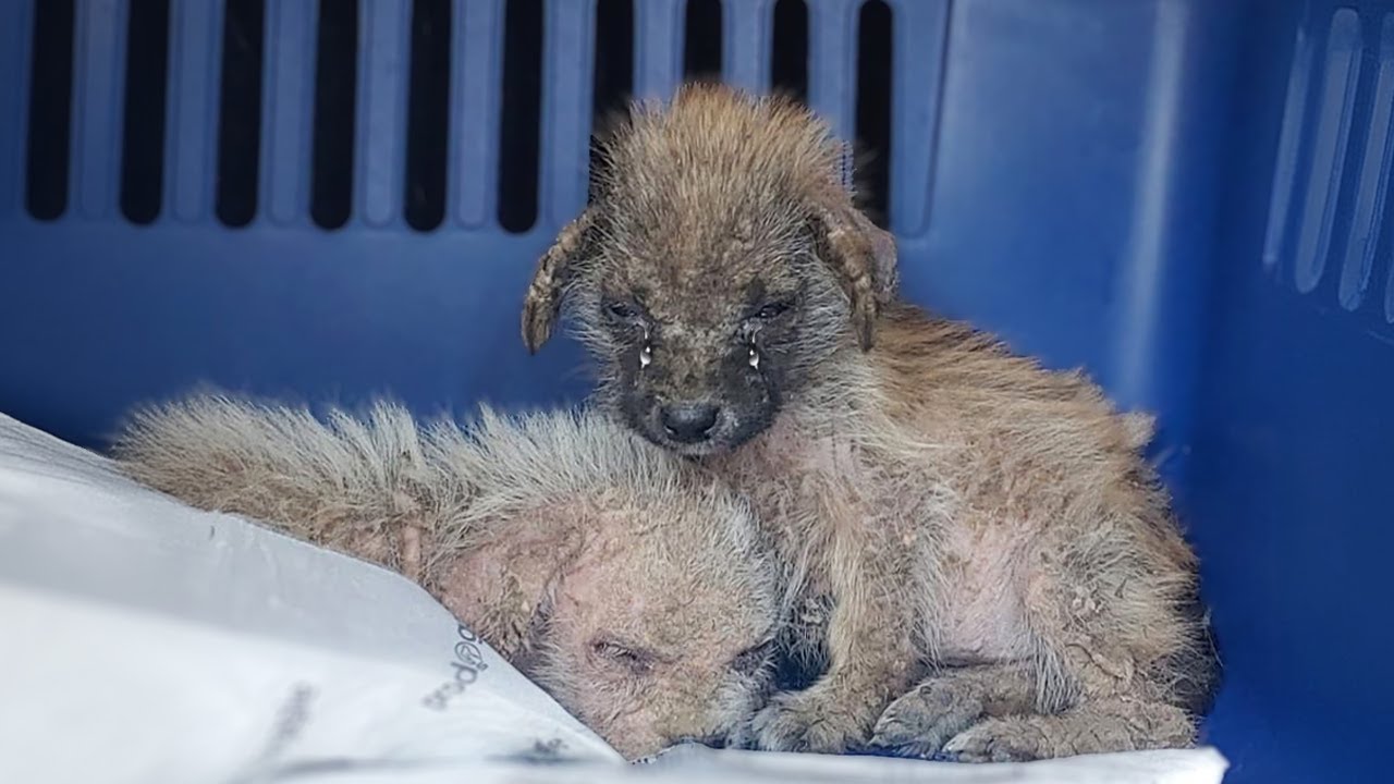 "Don't separate us from mother" the miserable puppy hugged her brother ...