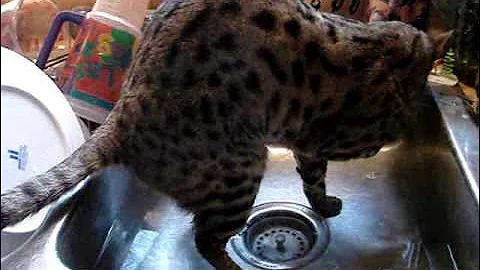 Watch the video about My F2 BENGAL CAT "Nirvana" Takes a Bath in the Sink!!