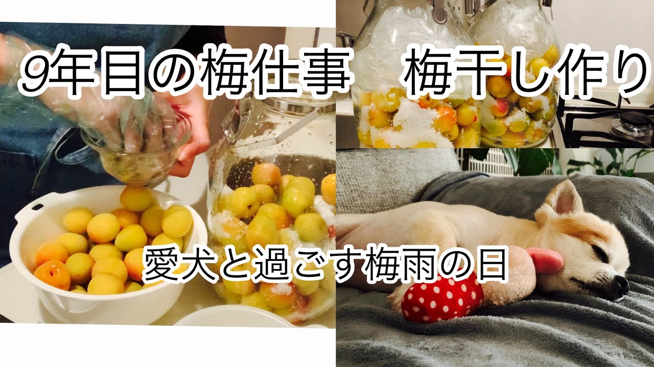 梅仕事 梅干し作り 愛犬と過ごす梅雨の日 47歳アラフィフ女子と元保護チワワ アラフィフ 犬と暮らす 一人暮らし 梅干し 梅仕事 Youtube