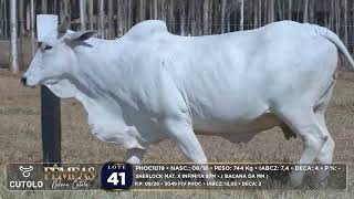 41