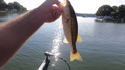 Lake Norman Bass Fishing Deep Brush Piles for summer time bass