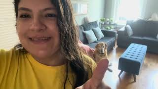 A realistic day with Marley & i l Navy Pier l Chicago vlog