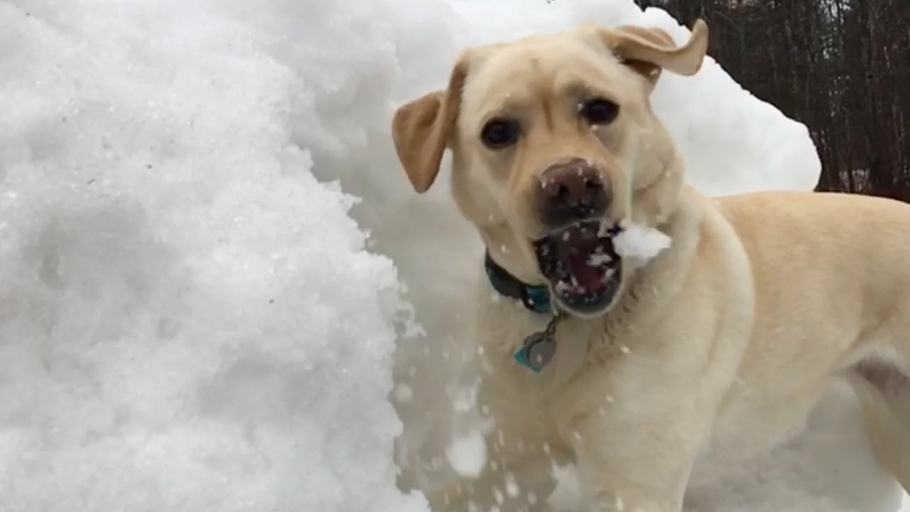 Snow Motion Stella! dog in snow instagram captions