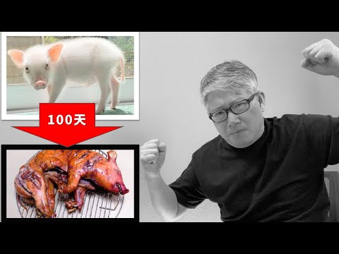【案例分析：100天后吃的猪】终结篇视频火爆！小猪被吃掉了吗？