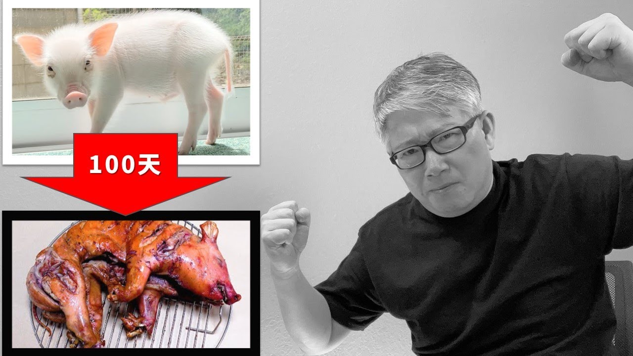案例分析 100天后吃的猪 终结篇视频火爆 小猪被吃掉了吗 Youtube
