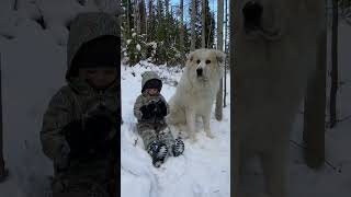 MASSIVE GOOD BOY AND HIS BEST FRIEND - Our Great Pyrenees LGD #shorts MASSIVE GOOD BOY AND HIS BEST FRIEND - Our Great Pyrenees LGD #shorts