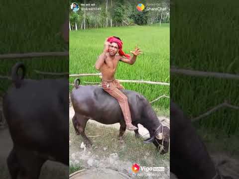 Paglo Ki Toli