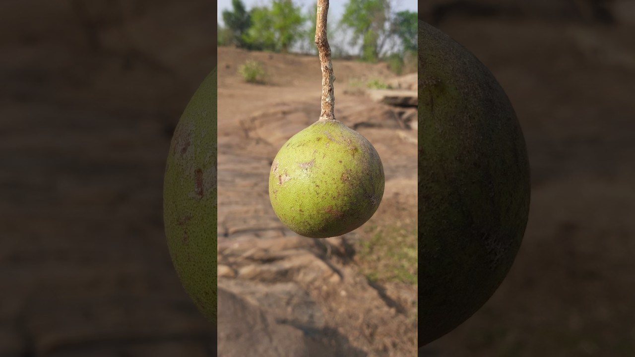 Bael Fruit: A Superfood  