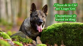 Championne  I'Dean de la Cité des Loups Gris