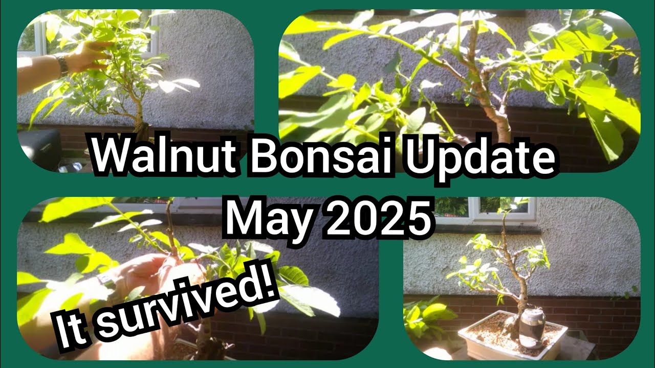 Walnut Bonsai Update May 2025 Yes It Survived