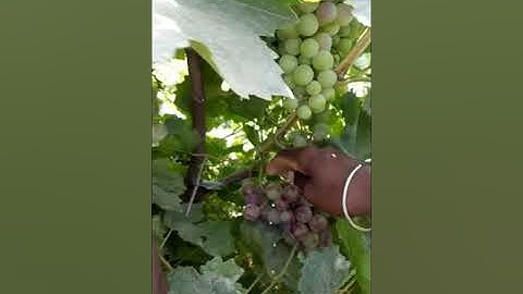 Memorable #Grapes🍇 Garden Visit | #Video #shorts