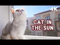 [4K] Cat in the Sun