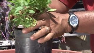 How to Transplant Mint : Herb Gardening