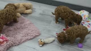 Blue-Diamond-Stacey-F1-Cavapoo-Puppies