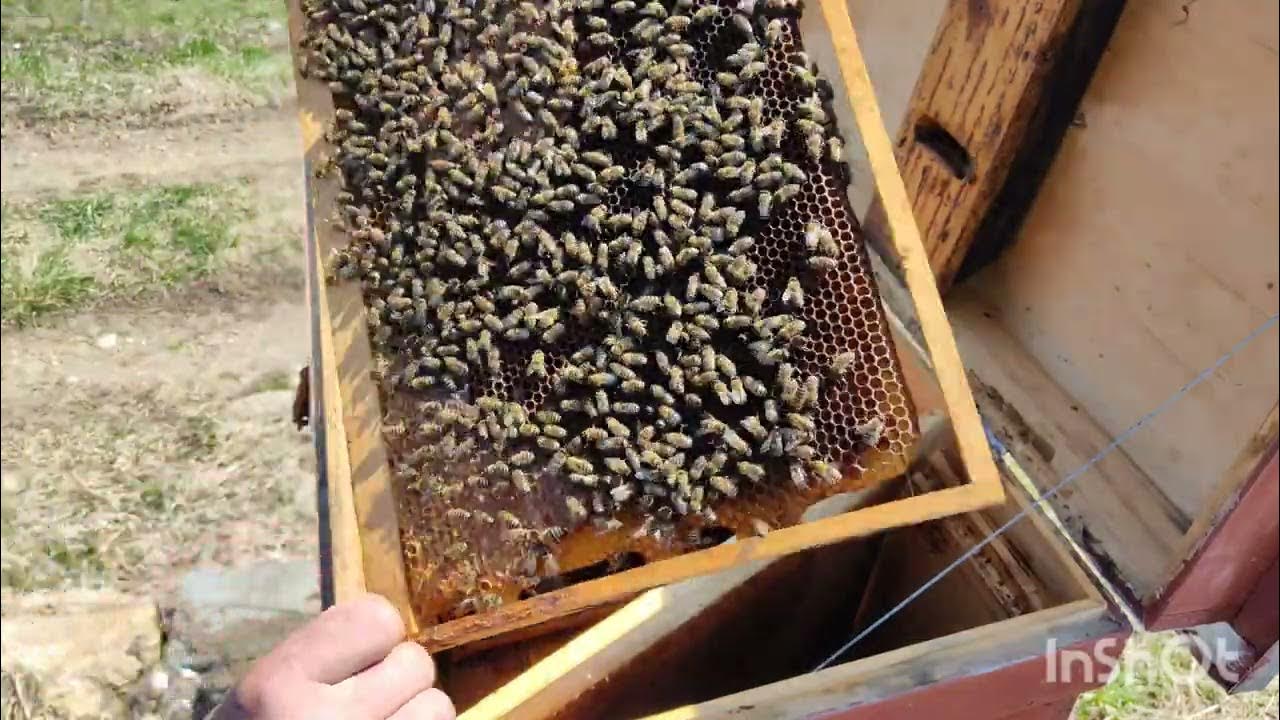 Пчелопакеты в краснодарском крае 2024. Пчеловоды Кубани.