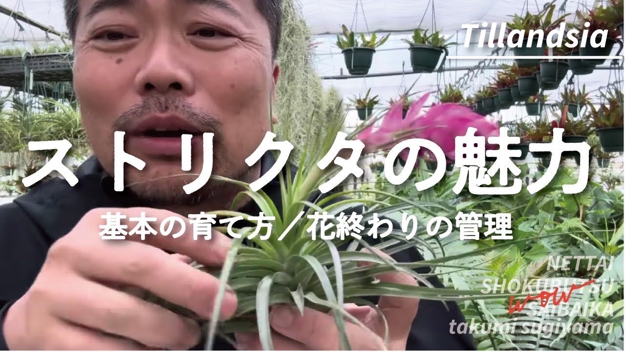 エアプランツ　ストリクタの魅力と育て方を解説　#エアプランツ #観葉植物 #100均 #植物