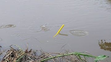 Câu Cá Rô Đồng , Nước Rút Cá Gom Hết Vô Bụi Chà Thả Mồi Xuống Là Dứt Liền