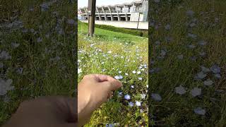 【仙台・七北田公園】ネモフィラの花を摘みながら撮影した地下鉄南北線