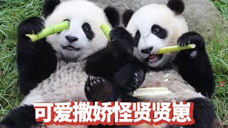贤贤崽真是太会啦，百米冲刺只为了去找饲养员撒娇，声音软萌可爱让饲养员的心都要化了！【追娱秀场】