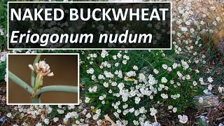 NAKED BUCKWHEAT, Eriogonum nudum up at Los Padres National Forest, CA, aka Nude buckwheat
