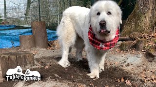 お気に入りの砂場に入り浸っているルンルンです　Great Pyrenees　グレートピレニーズ