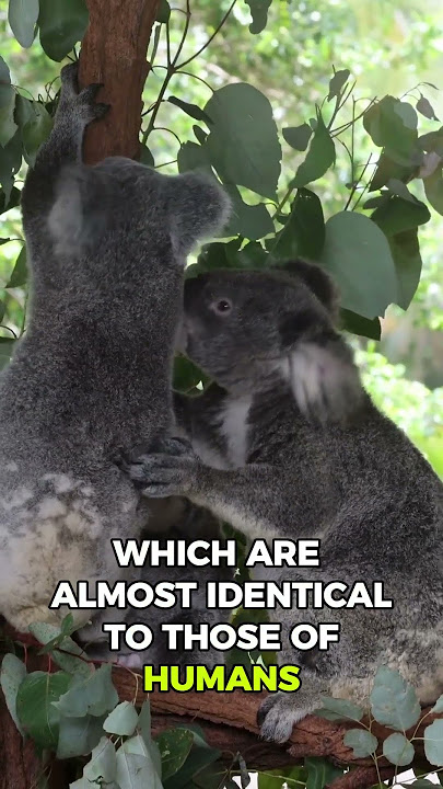 Koalas Have Fingerprints Just Like Humans! 🐨👣